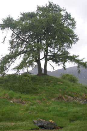 Majestic trees